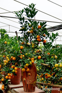 Hàng độc quất bonsai giá chục triệu cho thuê chơi Tết - ảnh 8