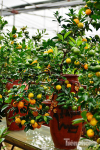 Hàng độc quất bonsai giá chục triệu cho thuê chơi Tết - ảnh 2