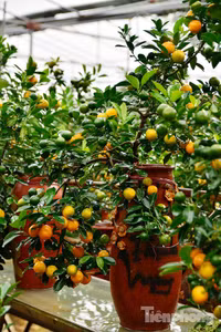 Hàng độc quất bonsai giá chục triệu cho thuê chơi Tết - ảnh 2