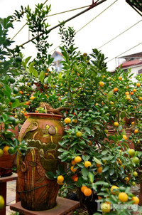 Hàng độc quất bonsai giá chục triệu cho thuê chơi Tết - ảnh 6