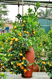 Hàng độc quất bonsai giá chục triệu cho thuê chơi Tết - ảnh 12