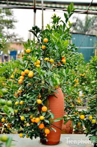 Hàng độc quất bonsai giá chục triệu cho thuê chơi Tết - ảnh 12