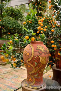 Hàng độc quất bonsai giá chục triệu cho thuê chơi Tết - ảnh 10