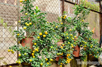 Hàng độc quất bonsai giá chục triệu cho thuê chơi Tết - ảnh 5