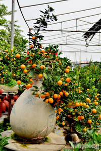 Hàng độc quất bonsai giá chục triệu cho thuê chơi Tết - ảnh 9