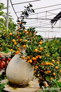 Hàng độc quất bonsai giá chục triệu cho thuê chơi Tết - ảnh 9