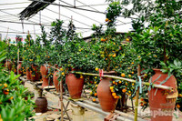 Hàng độc quất bonsai giá chục triệu cho thuê chơi Tết - ảnh 3