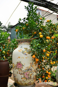 Hàng độc quất bonsai giá chục triệu cho thuê chơi Tết - ảnh 4