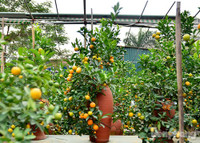 Hàng độc quất bonsai giá chục triệu cho thuê chơi Tết - ảnh 7