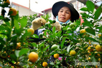 Hàng độc quất bonsai giá chục triệu cho thuê chơi Tết - ảnh 13