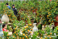 Hàng độc quất bonsai giá chục triệu cho thuê chơi Tết - ảnh 1