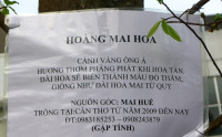 “Lão” mai cổ thụ bung hoa vàng rực ăn tết muộn ảnh 6 “Lão” mai cổ thụ bung hoa vàng rực ăn tết muộn ảnh 6