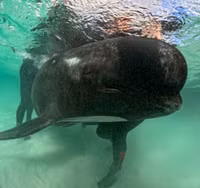 Chùm ảnh bí ẩn gần 100 cá voi chết trên bãi biển 