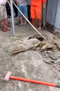 Chùm ảnh bất ngờ phát hiện cá sấu sống dưới vỉa hè 