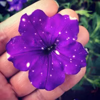 Dải ngân hà “trốn” trong những cánh hoa ảnh 11