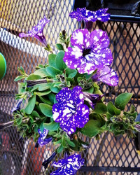 Dải ngân hà “trốn” trong những cánh hoa ảnh 1