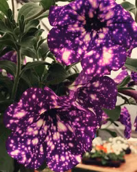 Dải ngân hà “trốn” trong những cánh hoa ảnh 9