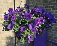 Dải ngân hà “trốn” trong những cánh hoa ảnh 2