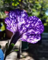 Dải ngân hà “trốn” trong những cánh hoa ảnh 12