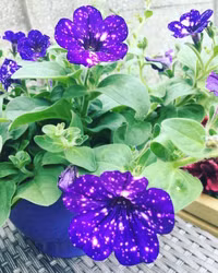 Dải ngân hà “trốn” trong những cánh hoa ảnh 4