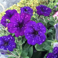 Dải ngân hà “trốn” trong những cánh hoa ảnh 8