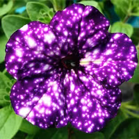 Dải ngân hà “trốn” trong những cánh hoa ảnh 3