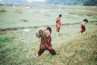 Teen quậy tưng bừng với bộ ảnh kỷ yếu “Mùa gặt quê em“ ảnh 2