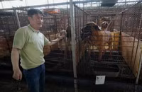 Chùm ảnh nỗ lực cấm thịt chó ở Hàn Quốc 