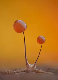 Loạt tác phẩm ấn tượng trong cuộc thi chụp ảnh qua kính hiển vi