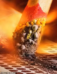 Loạt tác phẩm ấn tượng trong cuộc thi chụp ảnh qua kính hiển vi