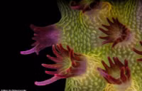 Loạt tác phẩm ấn tượng trong cuộc thi chụp ảnh qua kính hiển vi