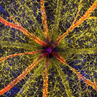 Loạt tác phẩm ấn tượng trong cuộc thi chụp ảnh qua kính hiển vi