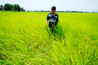 Lúa sắp tuyệt chủng hồi sinh trên vùng Bảy Núi ảnh 2