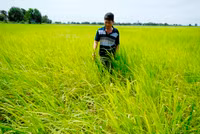 Lúa sắp tuyệt chủng hồi sinh trên vùng Bảy Núi ảnh 2