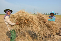 Lúa sắp tuyệt chủng hồi sinh trên vùng Bảy Núi ảnh 5