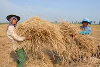 Lúa sắp tuyệt chủng hồi sinh trên vùng Bảy Núi ảnh 5