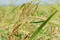 Lúa sắp tuyệt chủng hồi sinh trên vùng Bảy Núi ảnh 1