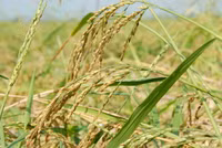 Lúa sắp tuyệt chủng hồi sinh trên vùng Bảy Núi ảnh 1