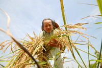 Lúa sắp tuyệt chủng hồi sinh trên vùng Bảy Núi ảnh 10