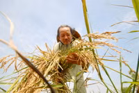 Lúa sắp tuyệt chủng hồi sinh trên vùng Bảy Núi ảnh 10