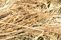 Lúa sắp tuyệt chủng hồi sinh trên vùng Bảy Núi ảnh 7