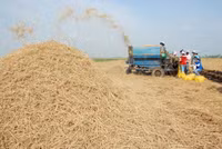 Lúa sắp tuyệt chủng hồi sinh trên vùng Bảy Núi ảnh 6