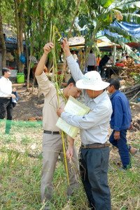 Lúa sắp tuyệt chủng hồi sinh trên vùng Bảy Núi ảnh 13