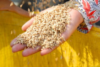 Lúa sắp tuyệt chủng hồi sinh trên vùng Bảy Núi ảnh 8