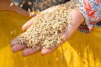 Lúa sắp tuyệt chủng hồi sinh trên vùng Bảy Núi ảnh 8