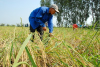 Lúa sắp tuyệt chủng hồi sinh trên vùng Bảy Núi ảnh 3