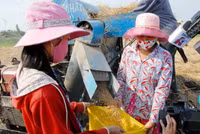 Lúa sắp tuyệt chủng hồi sinh trên vùng Bảy Núi ảnh 9