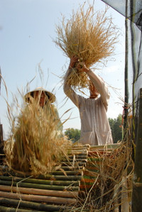 Lúa sắp tuyệt chủng hồi sinh trên vùng Bảy Núi ảnh 12