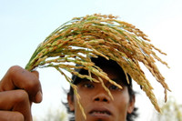 Lúa sắp tuyệt chủng hồi sinh trên vùng Bảy Núi ảnh 11