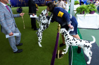 Những hình ảnh ấn tượng từ cuộc thi chó Westminster Kennel Club Dog Show 2024 